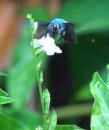 Image of Xylocopa caerulea (Fabricius 1804)