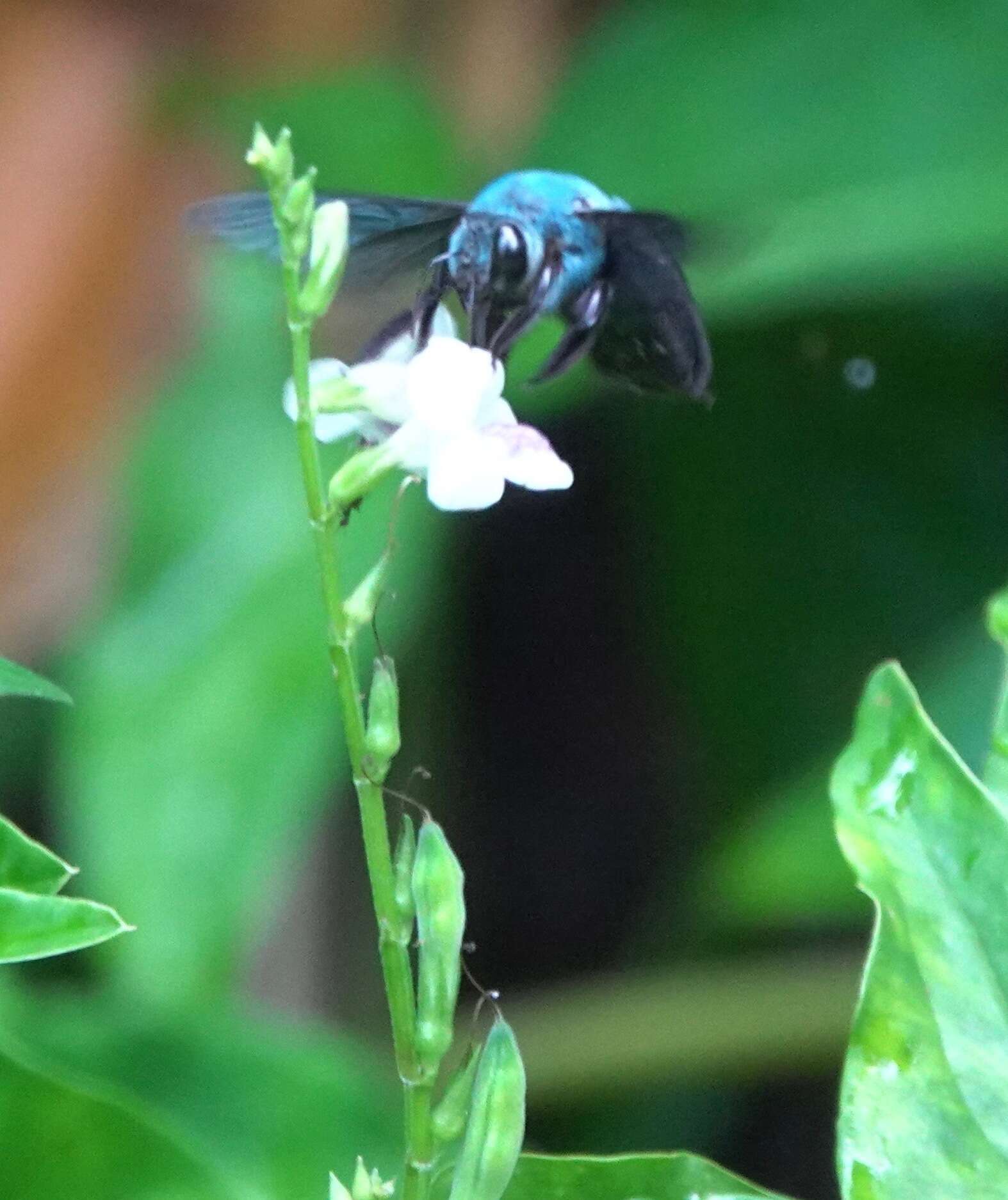 Image of Xylocopa caerulea (Fabricius 1804)