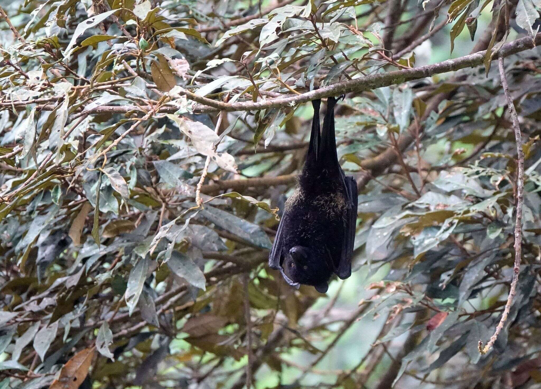 Image of Comoro Black Flying Fox