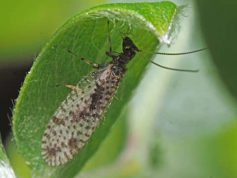 Image of Brown lacewing