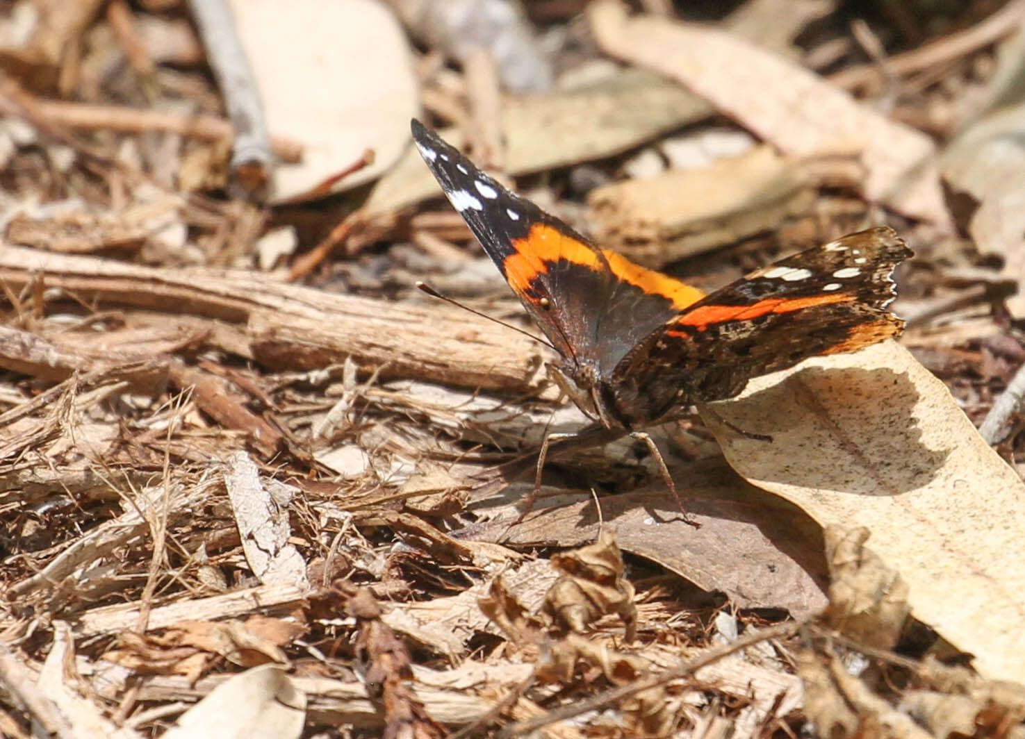 Image of Vanessa atalanta rubria (Fruhstorfer 1909)