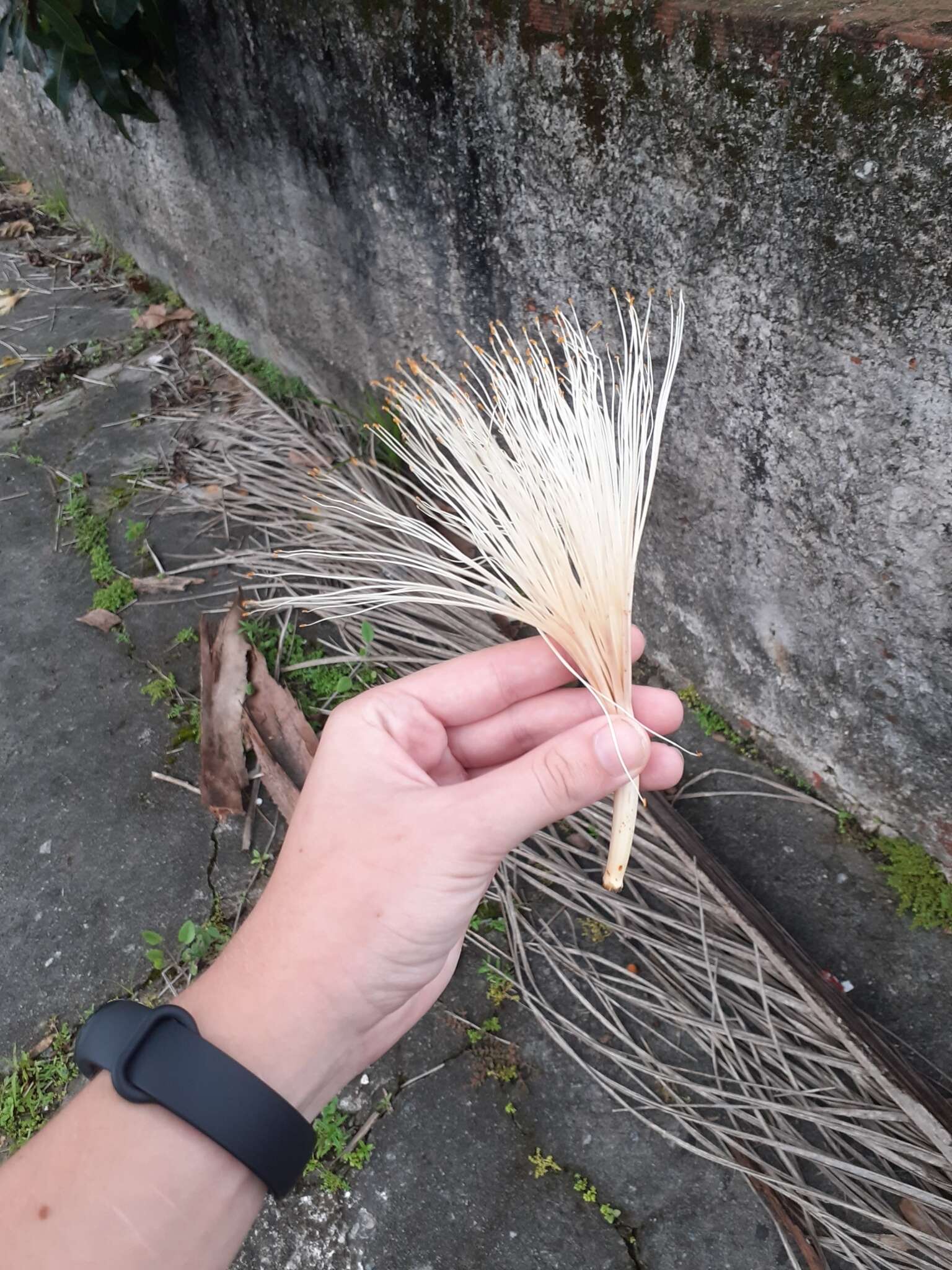 Imagem de Pachira glabra Pasq.