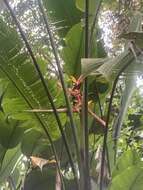 Image of Heliconia impudica Abalo & G. Morales