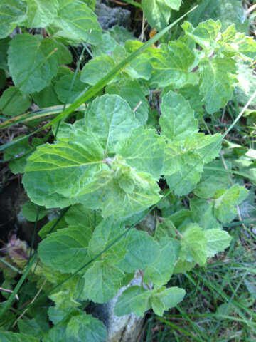 Imagem de Mentha rotundifolia (L.) Huds.