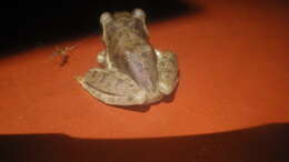 Image of Dumeril's Bright-eyed Frog