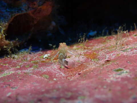 Image of Cocos triplefin