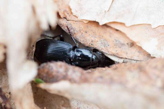 Plancia ëd Pterostichus (Cylindrocharis) rostratus (Newman 1838)