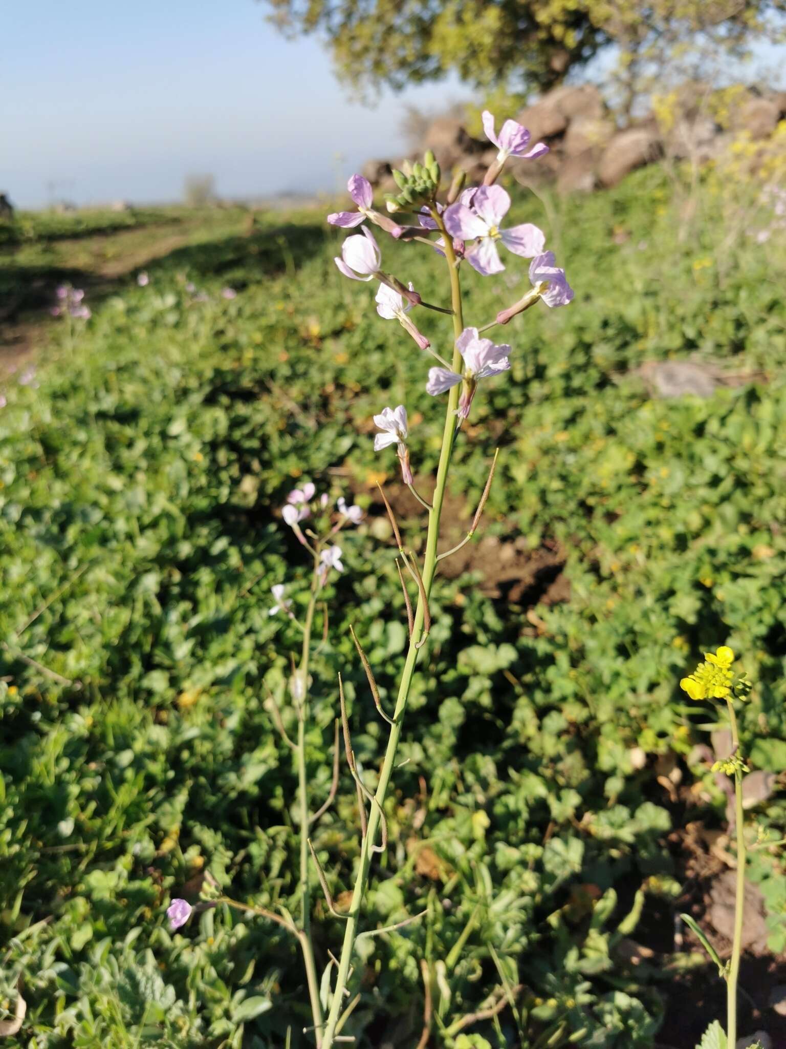 Image of Raphanus raphanistrum subsp. rostratus (DC.) Thell.