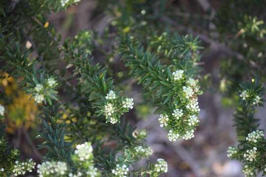 Image of Phylica axillaris Lam.