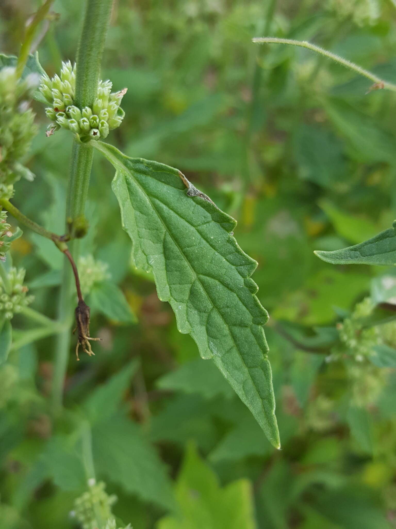 Image of Agastache micrantha var. micrantha