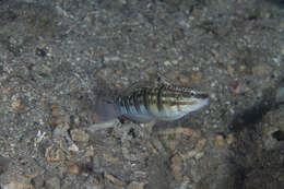 صورة Amblygobius phalaena (Valenciennes 1837)