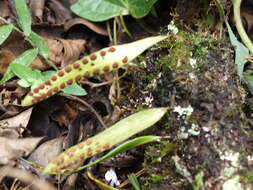 Image of lanceleaf polypody