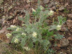 Plancia ëd Oxytropis pallasii Pers.