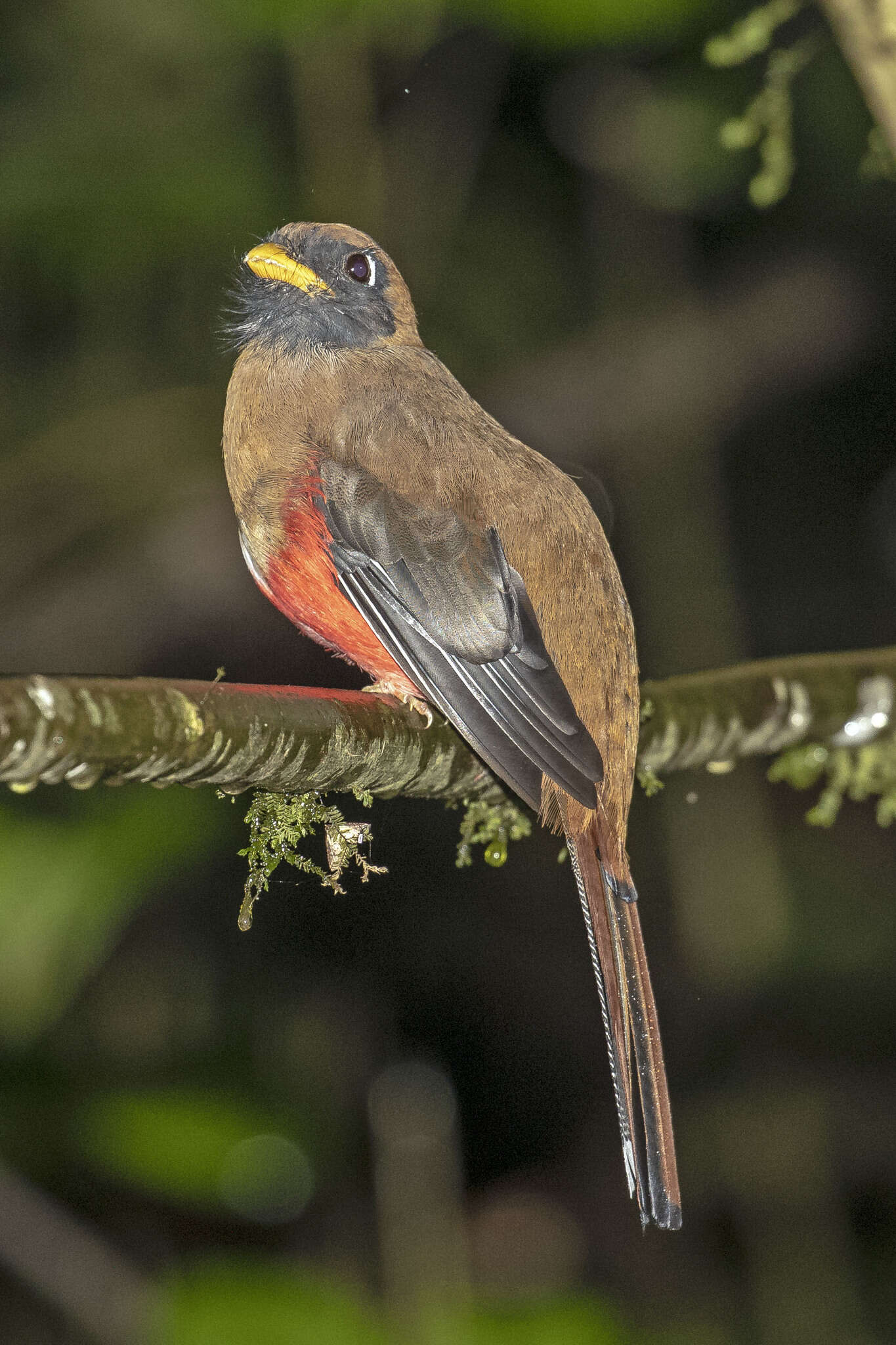 Imagem de Trogon personatus Gould 1842