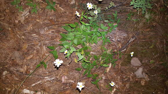 Image of Sabazia multiradiata (Seaton) Longpre