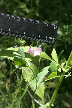 Image of wild pea