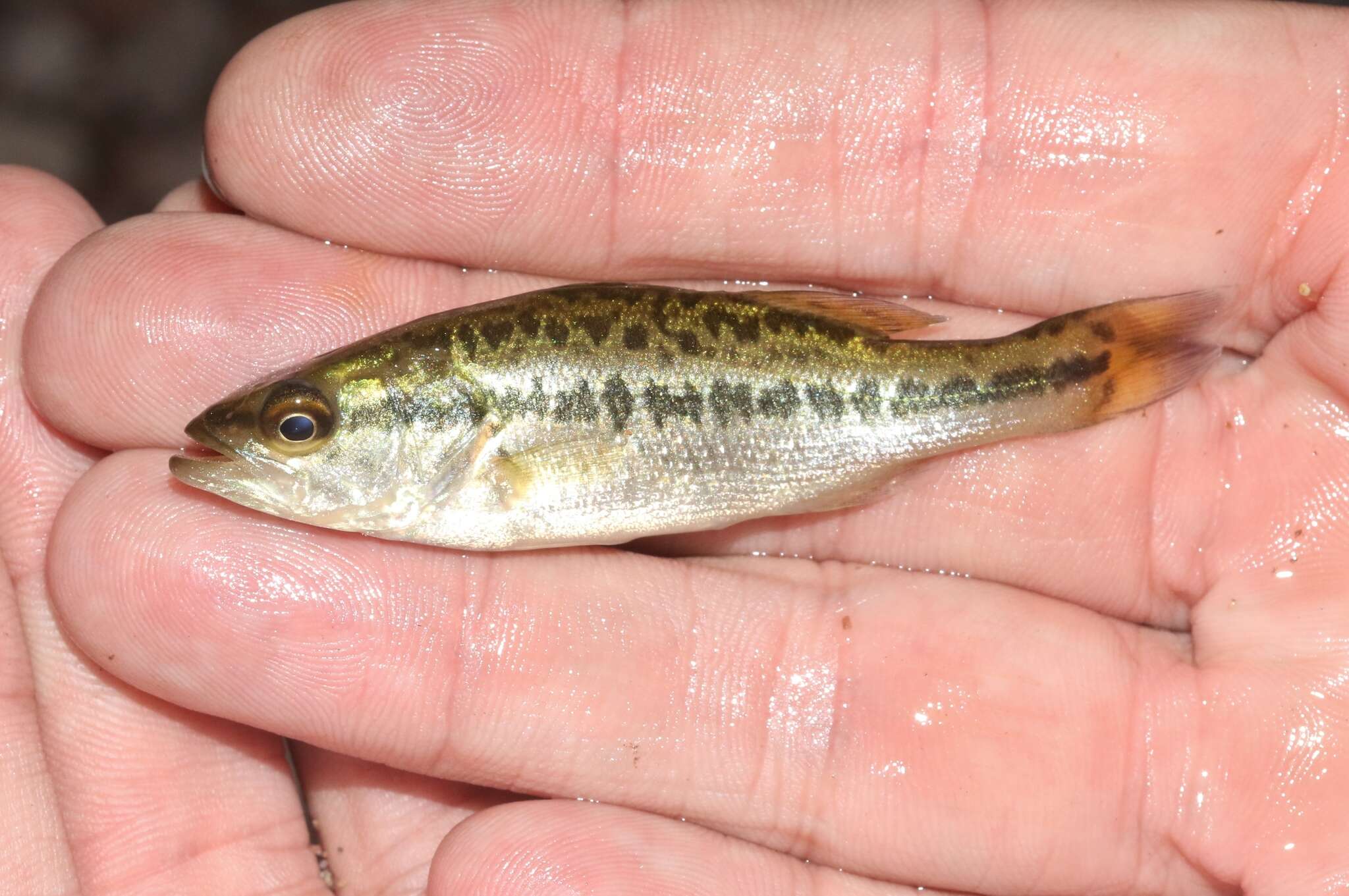 Image of Spotted bass