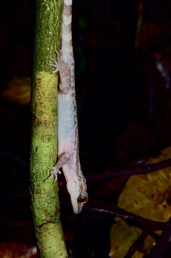 Cyrtodactylus pubisulcus Inger 1958 resmi