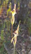 Caladenia cairnsiana F. Muell. resmi