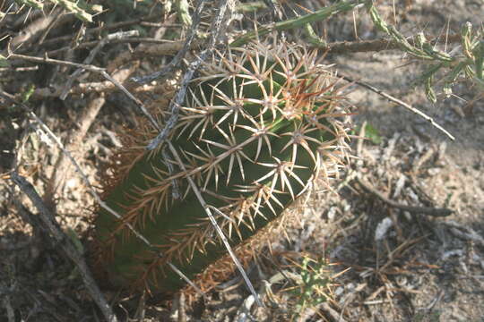 Imagem de Melocactus lemairei (Monv. ex Lem.) Miq. ex Lem.