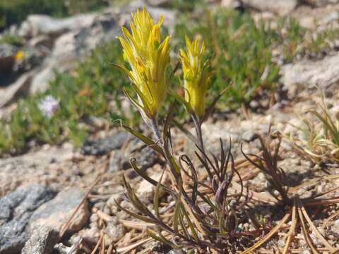 Image of shortflower Indian paintbrush