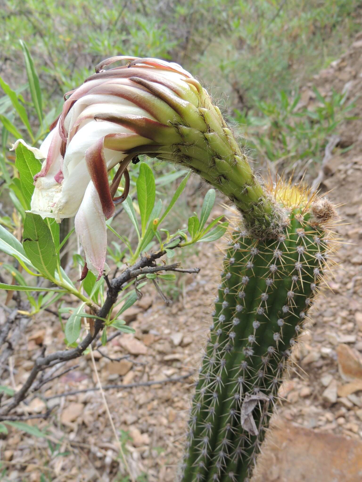 Echinopsis schickendantzii F. A. C. Weber resmi