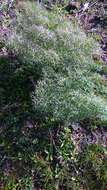 Image of Giant Fennel