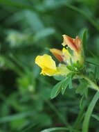 Слика од Cytisus hirsutus L.