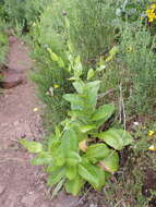 Image of Cirsium latifolium Lowe