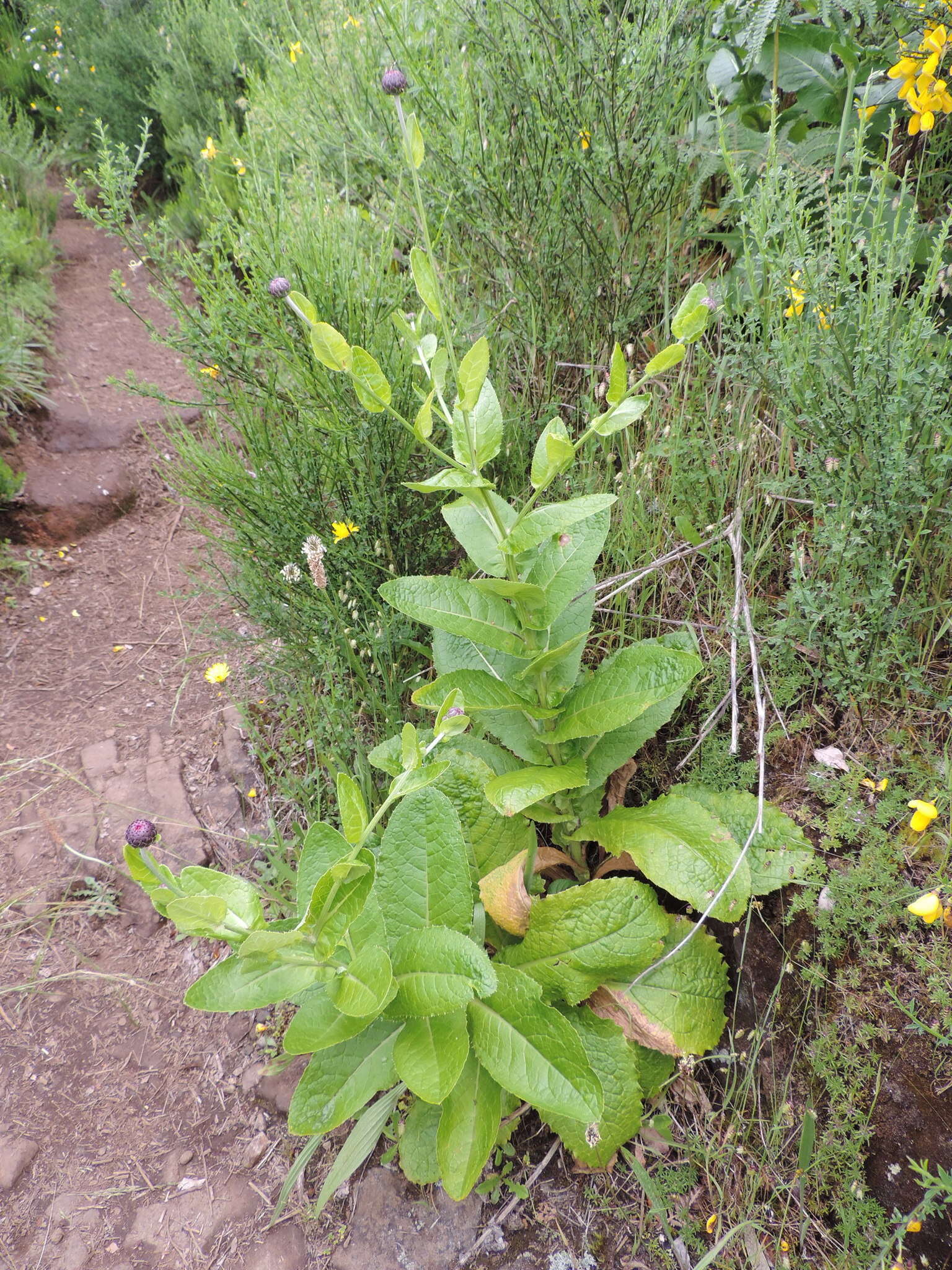 Image of Cirsium latifolium Lowe