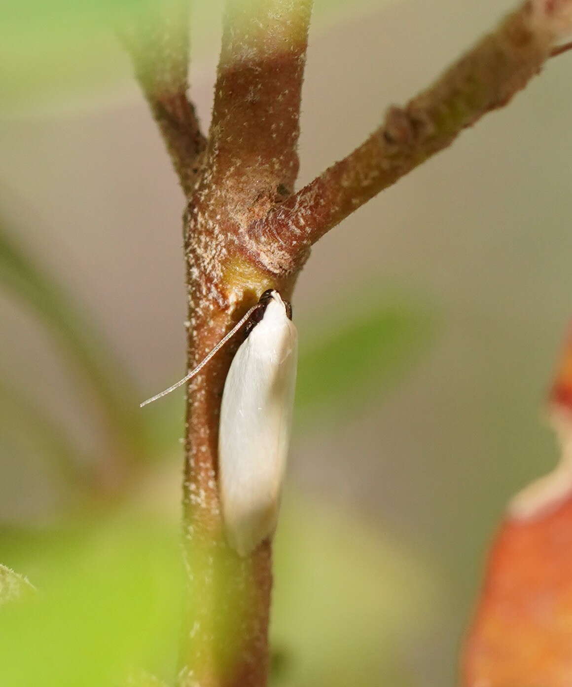 Image of Scieropepla polyxesta Meyrick 1890