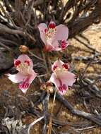 Image of Alstroemeria diluta Ehr. Bayer