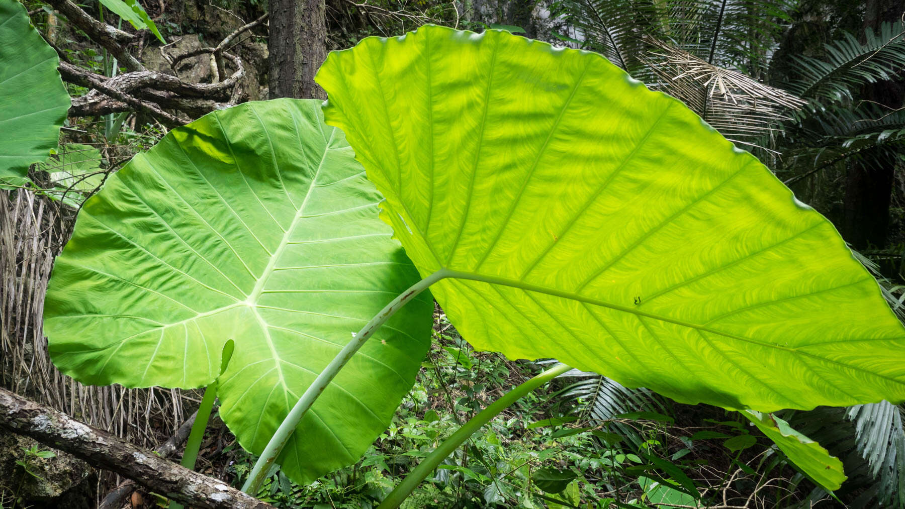 Imagem de Leucocasia