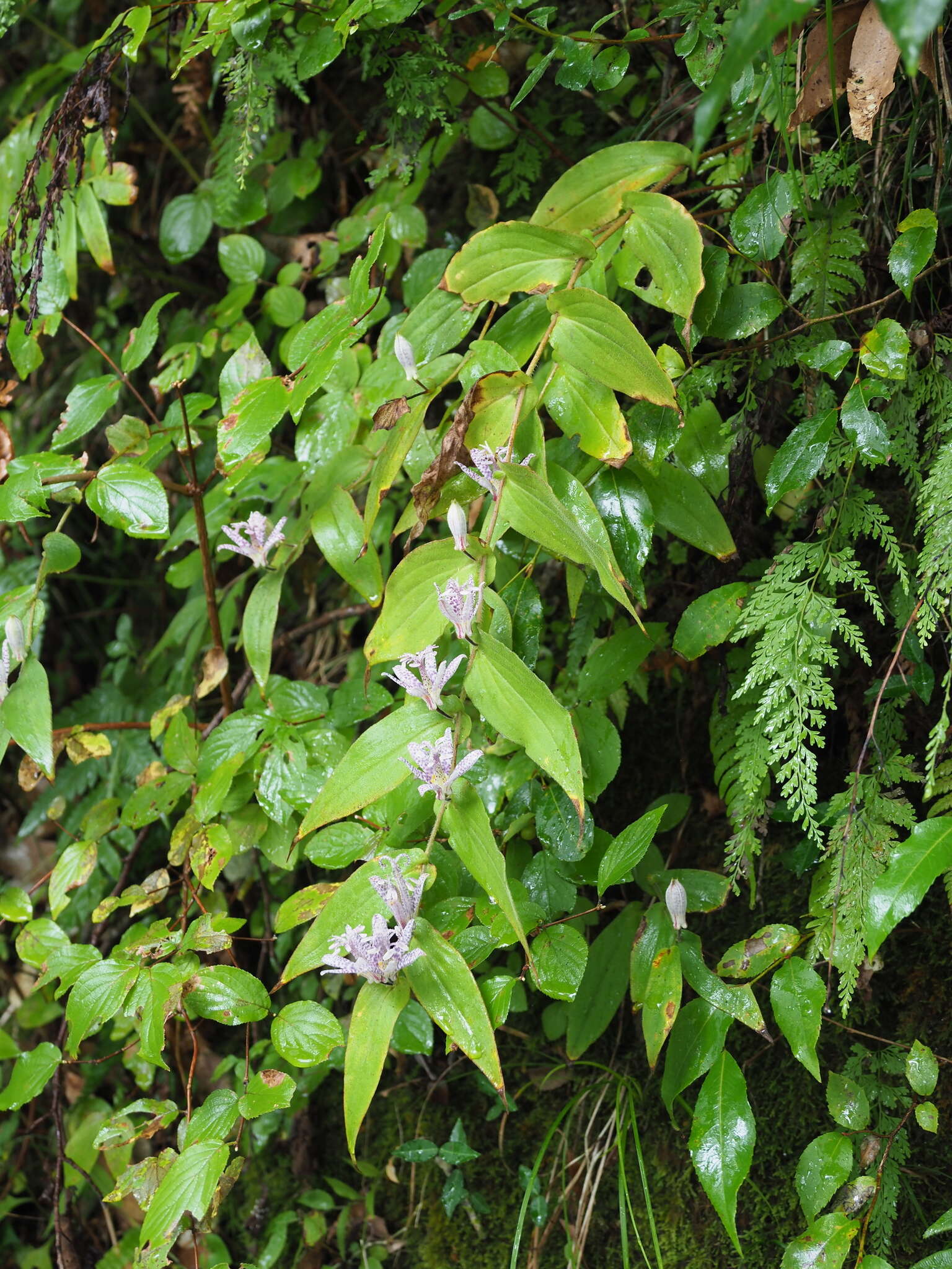 Image of toad lily