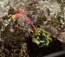 Image of Echeveria minima Meyrán