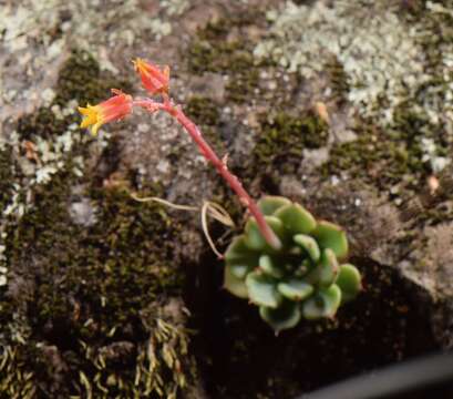 Image of Echeveria minima Meyrán