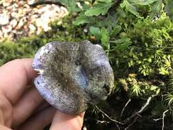 Image of Russula atroviridis Buyck 1990