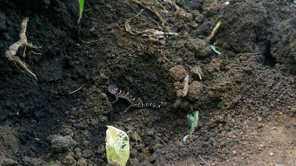 Image of Central American Banded Gecko