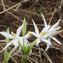 Image of Pancratium parvum Dalzell