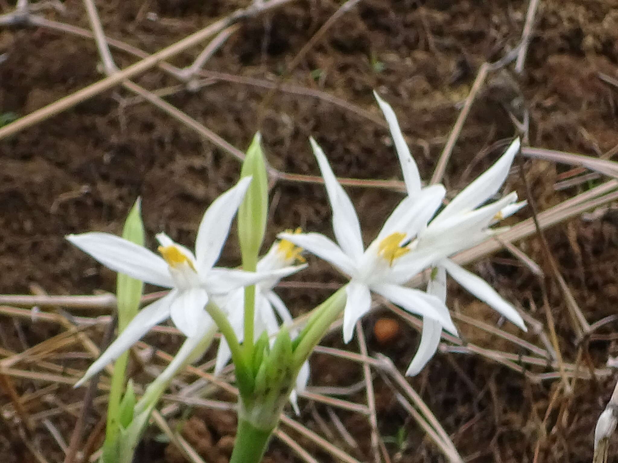 Image of Pancratium parvum Dalzell