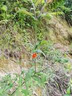 Image of Smallanthus oaxacanus (Sch. Bip. ex Klatt) H. Rob.