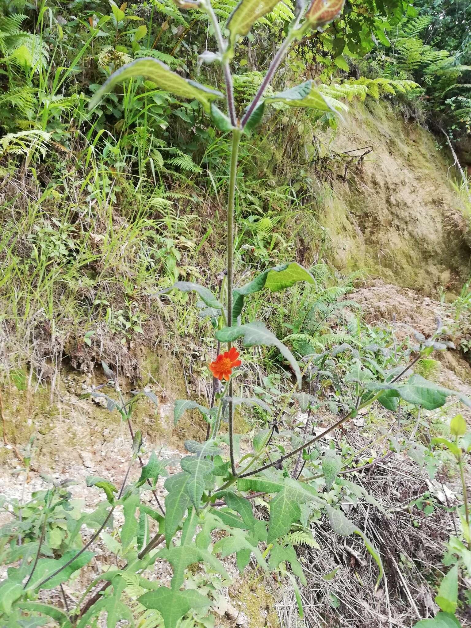 Image of Smallanthus oaxacanus (Sch. Bip. ex Klatt) H. Rob.