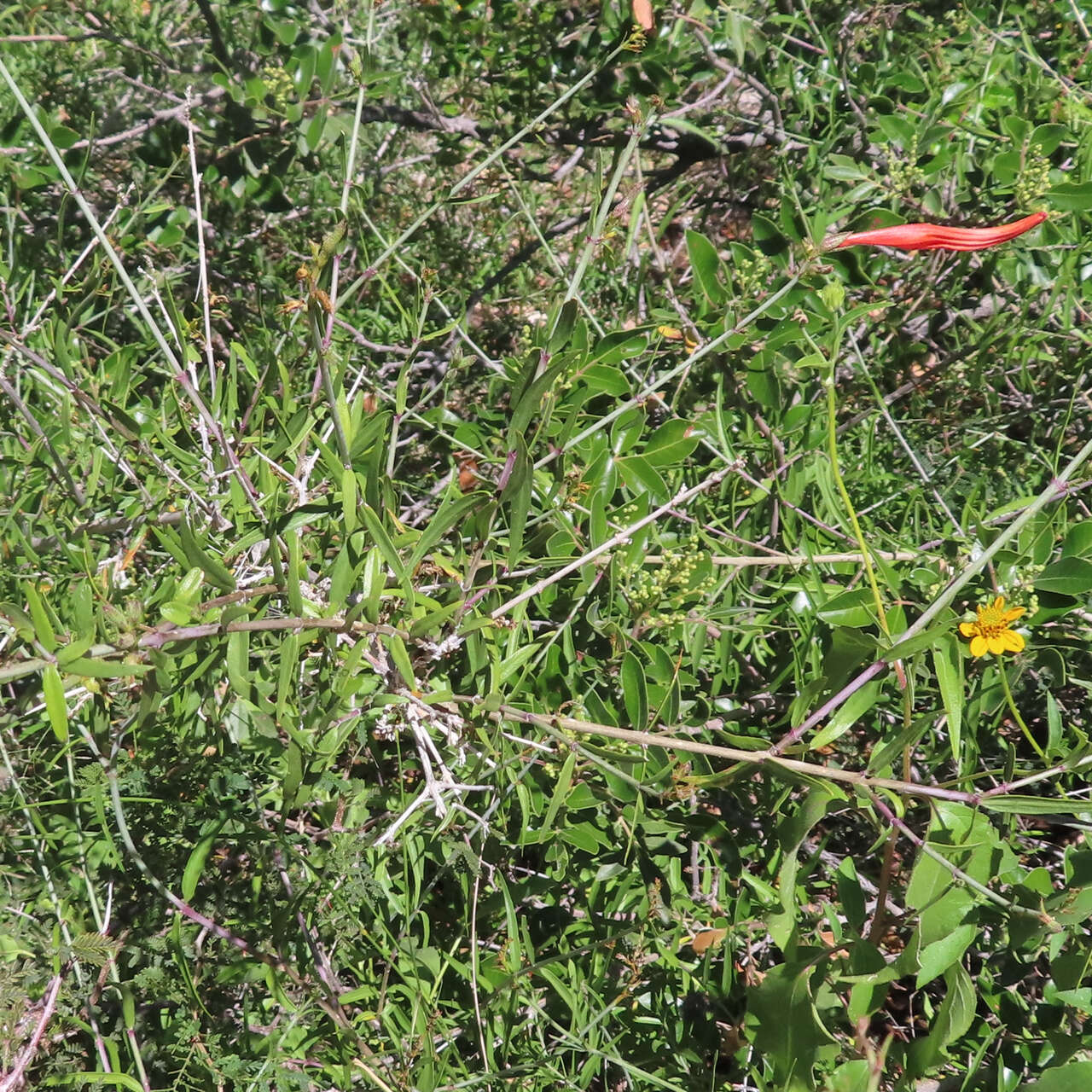 Anisacanthus linearis (Hagen) J. Henrickson & E. J. Lott resmi