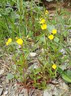 Imagem de Oenothera oakesiana (A. Gray) S. Watson