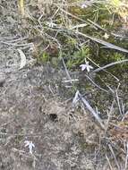 Caladenia fuscata (Rchb. fil.) M. A. Clem. & D. L. Jones的圖片