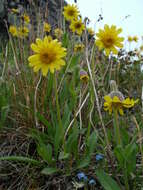 Image de Arnica angustifolia subsp. iljinii (Maguire) I. K. Ferguson