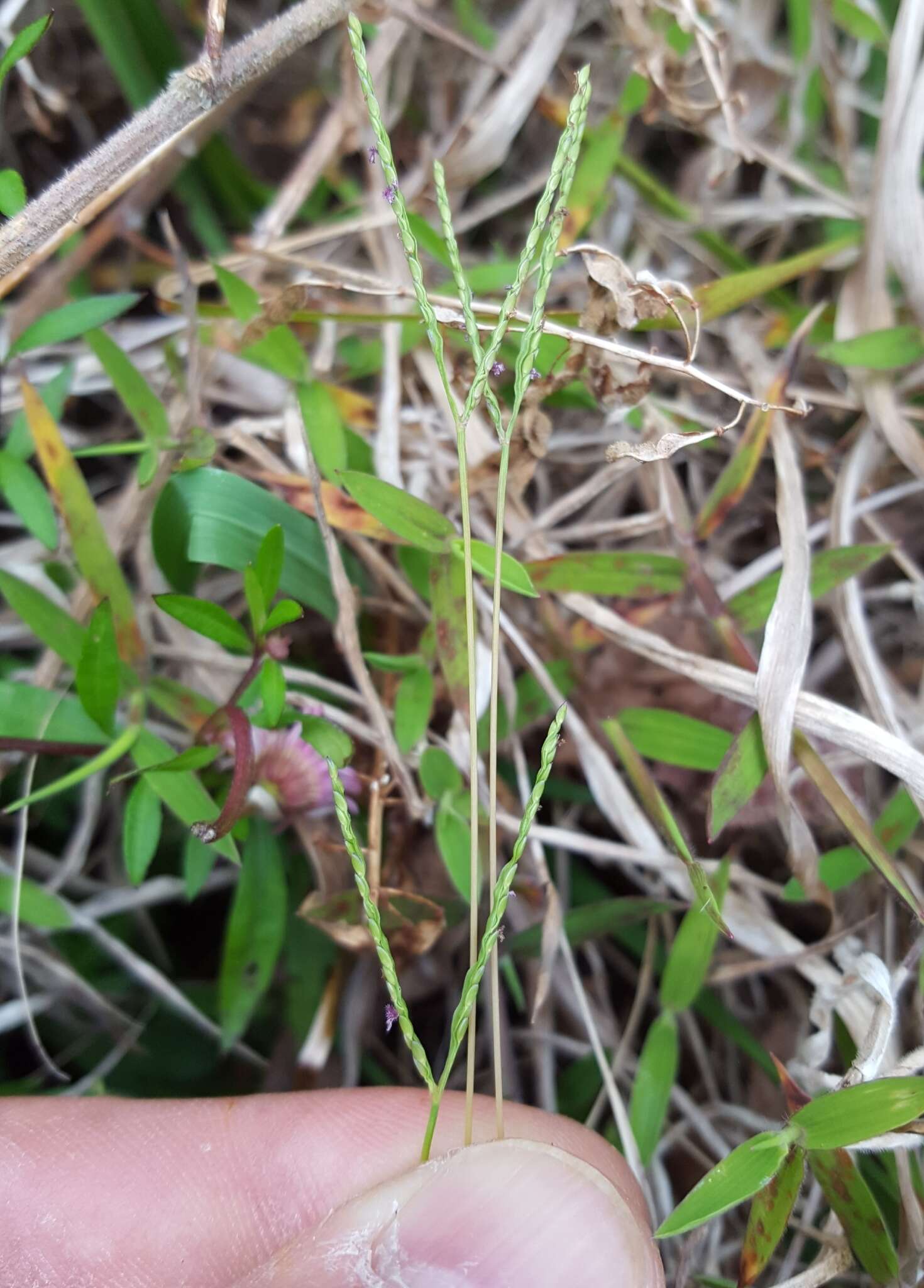 Image of yellow crabgrass