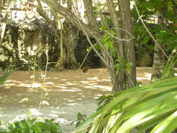 Image of Roatan Island Agouti