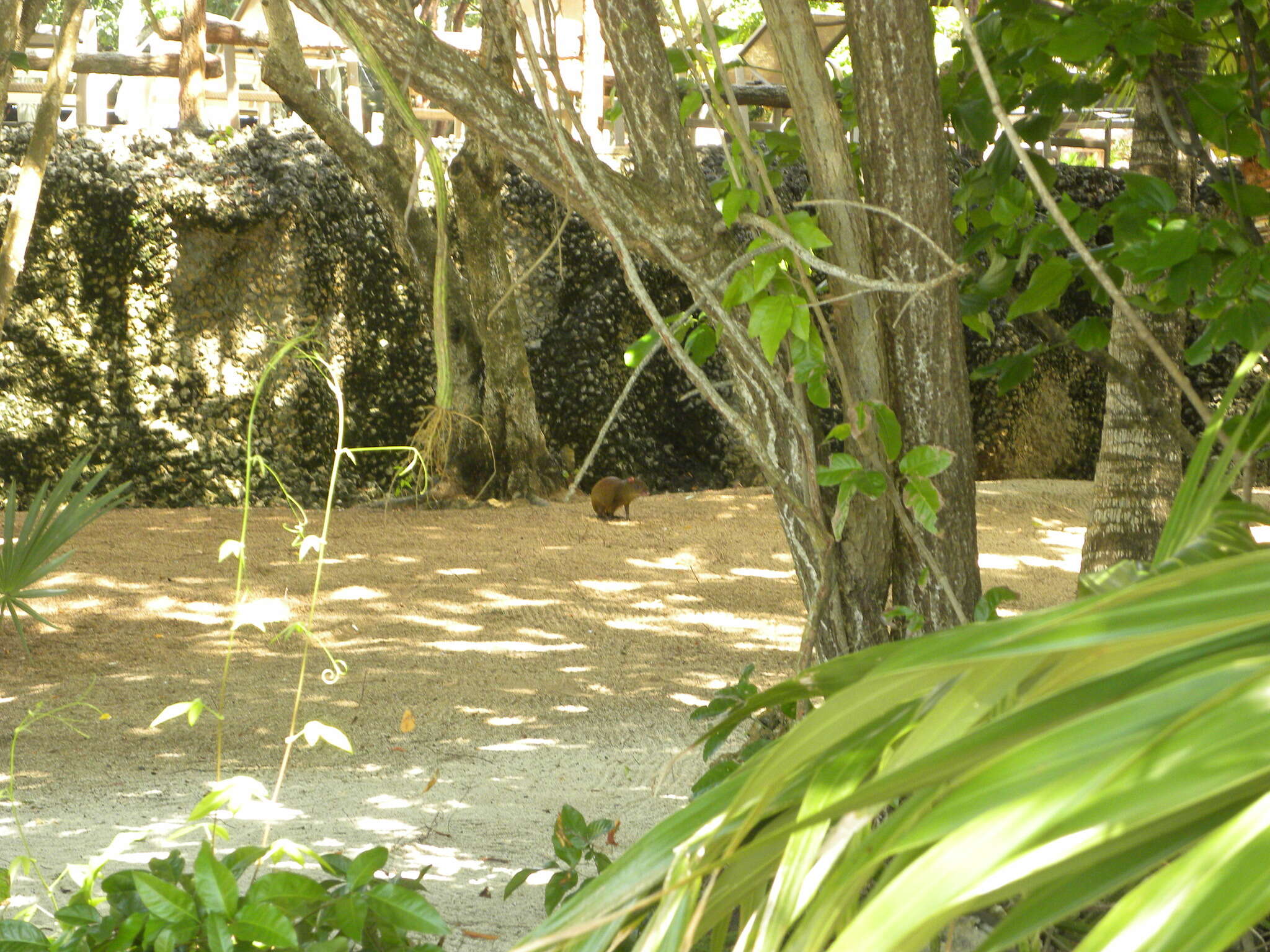 Image of Roatan Island Agouti