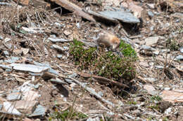 Image of Plain Mountain Finch